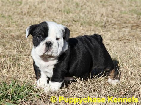 Our Other Boy Before We Brought Him Home From Puppychase Black