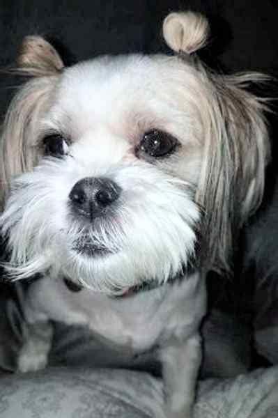 Columbus Oh Maltese Shih Tzu Malshi Dog For Private Adoption