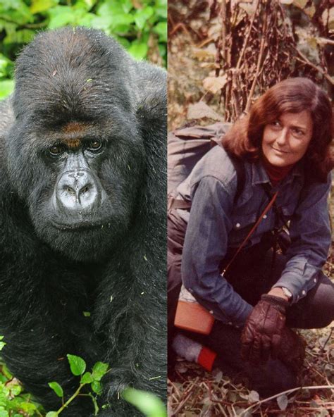 Today We Remember Titus One Of The Worlds Most Celebrated Silverbacks