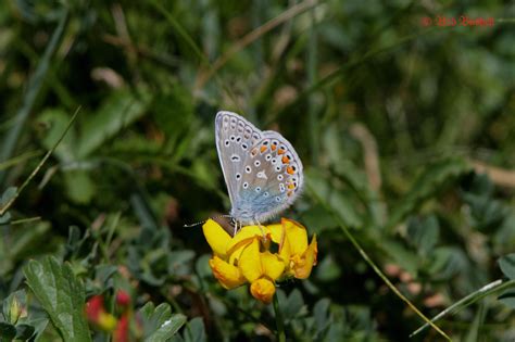 Birds And Nature In The Forest Of Dean Small Blue Butterfly The