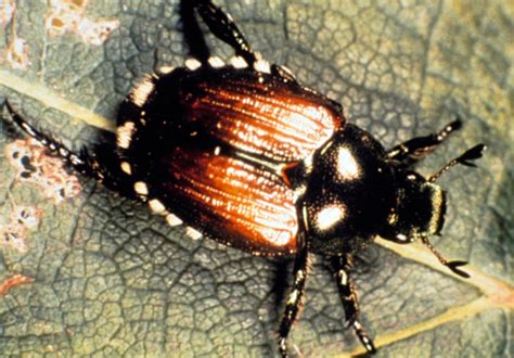 Japanese Beetle Integrated Pest Management