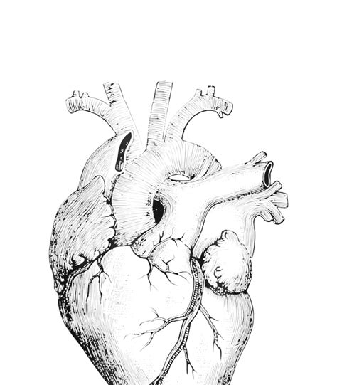 Real Anatomical Human Heart Drawing Greeting Card By Finleb Jonni