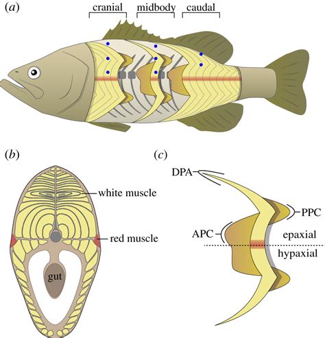 Dual Function Of Epaxial Musculature For Swimming And Suction Feeding