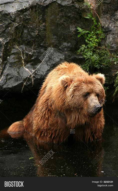 Big Kodiak Bear Image And Photo Free Trial Bigstock