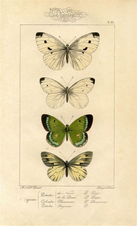 Natural History Printable Image Moths Butterflies The Graphics Fairy