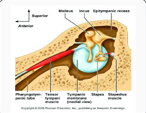 Middle Ear Muscles Download Scientific Diagram