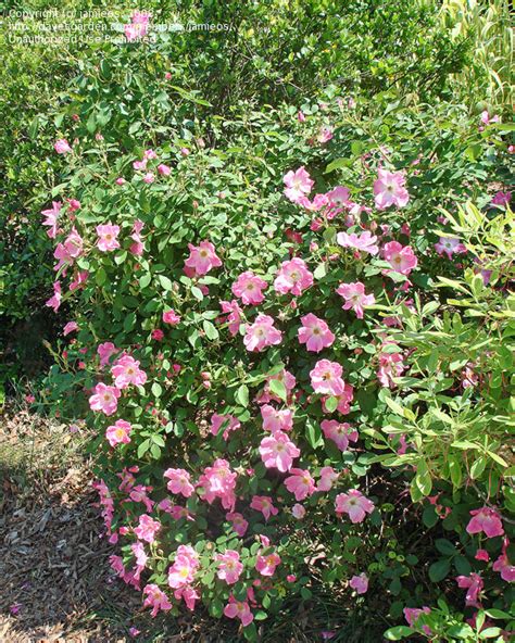 Plantfiles Pictures Floribunda Rose Nearly Wild Rosa By Jamieos