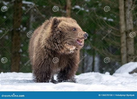 Wild Brown Bear Cub Closeup In Forest Stock Photo Image Of Dangerous