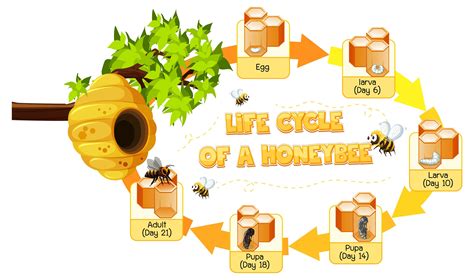 List Of Honey Bee Life Cycle Clipart References