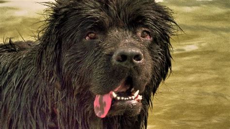 Newfoundland Dog Barking Royalty