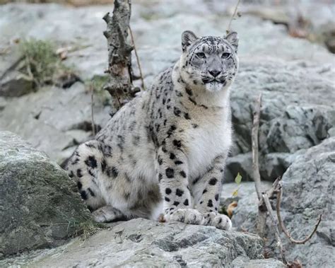 Snow Leopard Facts Diet Habitat And Pictures On Animaliabio