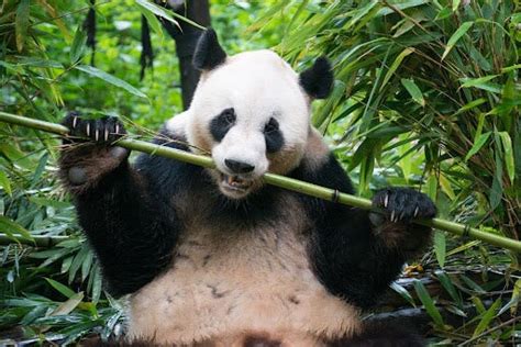 Why Do Pandas Eat Bamboo Reel Paper