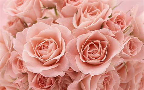 Fonds d ecran Roses Fleurs télécharger photo