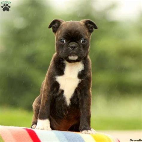In addition to our selection of designer and purebred puppies for sale, we offer expert dog. Maude - Bugg Puppy For Sale in Pennsylvania | Bugg puppies ...