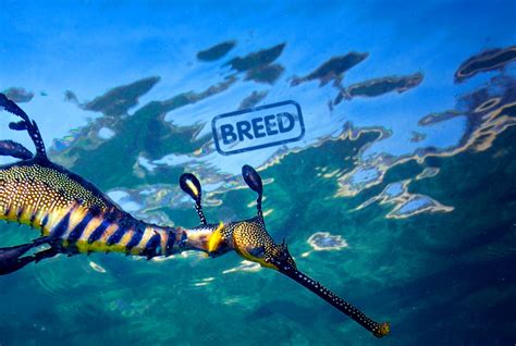 Breed Rescue Protect Sea Life Weymouth Aquarium