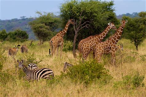 Animals In Maasai Mara Masai Mara Wildlife Kenya Tours