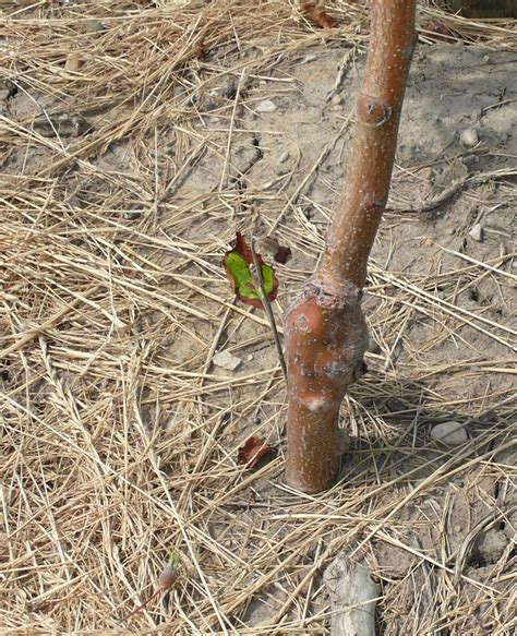 The final size of a tree, whatever the rootstock, will depend a great deal on. Choosing Rootstocks