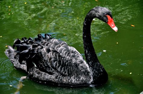 Animal Black Swan Hd Wallpaper