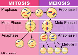 The nucleus gives out all the orders. These Facts About the Cytoplasm Reveal Why it's Vital for ...