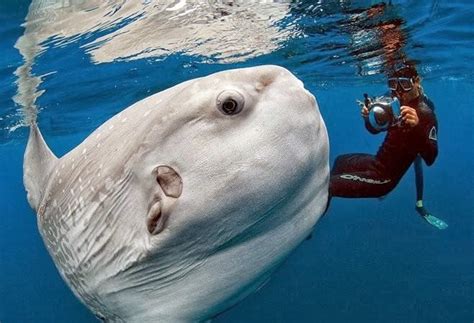 Ocean Sunfish Fishes World Hd Images And Free Photos