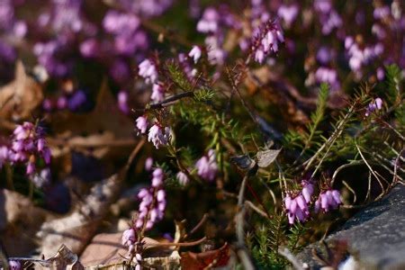 Large pink and white, rounded clusters of flowers. Plant Spotlight: Mediterranean Pink Heather | Chiot's Run