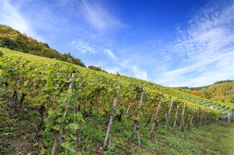 German Vineyard Scene Stock Image Image Of Vine Rural 84497921