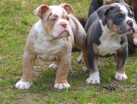 Hamel said the puppy is microchipped and. Merle Bulldog | Pitbull terrier, Baby dogs, Bulldog puppies