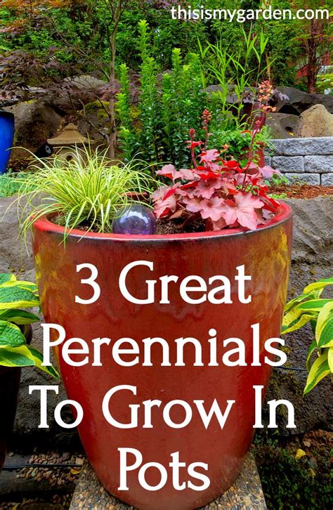 Growing Perennials In Pots 3 Great Choices For Lasting Summer Color