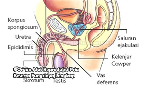 Gambar Reproduksi Wanita Dan Fungsinya