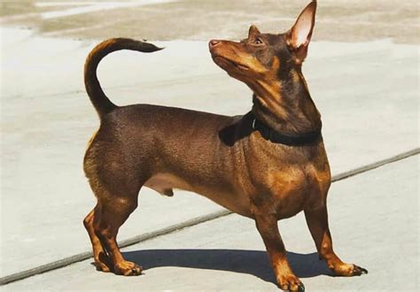 Top 24 Most Popular Dachshund Mixes Which One Is Right For You