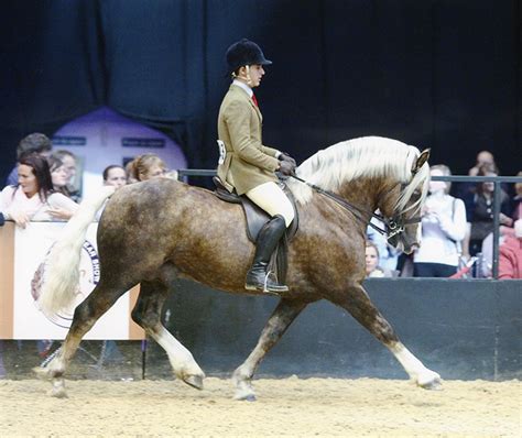 Welsh Cob Stallions At Stud