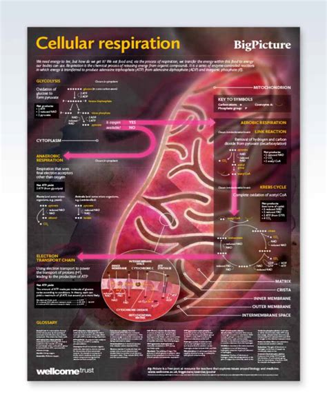 Cellular Respiration Classroom Poster 24x33 Clinicalposters