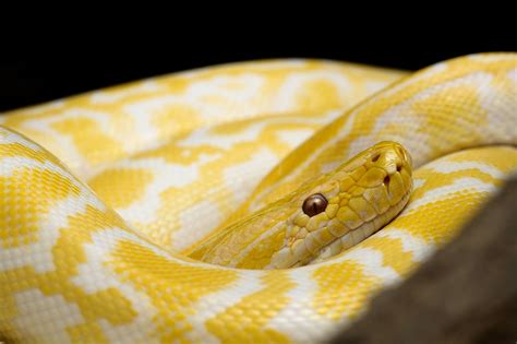 Serpiente Amarilla Gad Foto Gratis En Pixabay Pixabay