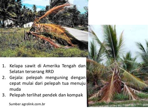 Terdapat bercak daun berbentuk lonjong berwarna kuning dan di bagian tengahnya berwarna cokelat. 4 MACAM PENYAKIT TANAMAN SAWIT YANG TERGANAS | TANAMAN ...