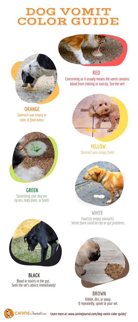 Dog Vomit Color Guide What Does Your Dogs Vomit Says About Their Health