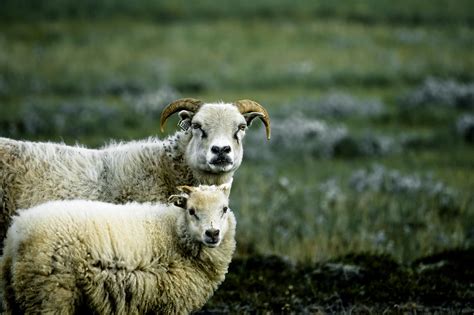 Iceland Sheep Iceland