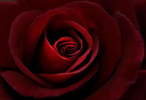 Deep Red Rose By Rosemarie747 Redbubble