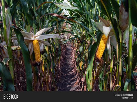 Corn Field During Image And Photo Free Trial Bigstock