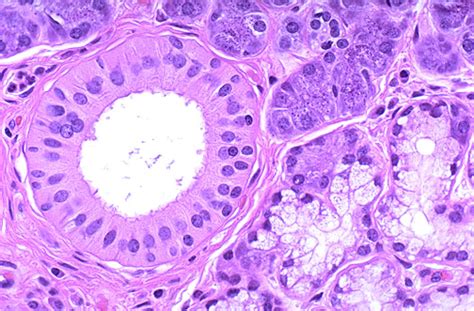 Submandibular Histology