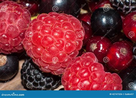 Assorted Berry Stock Photo Image Of Group Juicy Nutrition 42747326