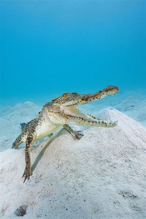 Saltwater Crocodile Queensland Australia Saltwater Crocodile