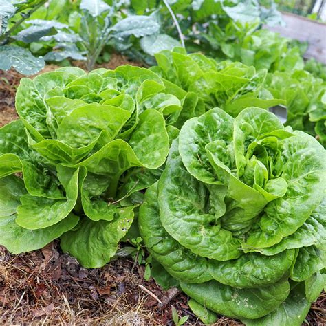 Romaine Lettuce Sprouts