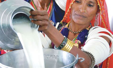 Indian Dairies Using Fodder Systems To Cut Feed Bills Increase Production