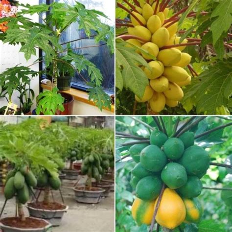 Growing Dwarf Papaya From Seeds A Full Guide Gardening Tips