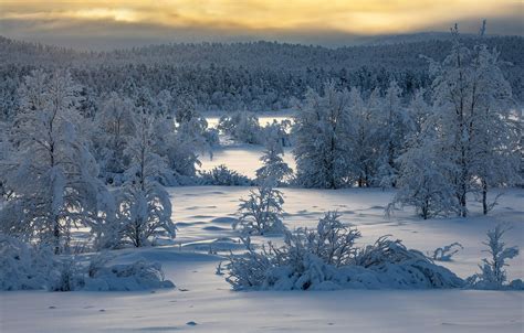 Wallpaper Winter Forest Snow Trees Finland Finland