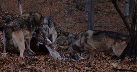 Short Clip Of A Wolf Pack Fighting Over And Snarling On Carcass Close