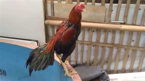 Ayam jago bangkok pukul mati ayam impor philipina. Ayam Pukul Saraf | Ciri-Ciri, Sisik, Jenis, Kelebihan ...