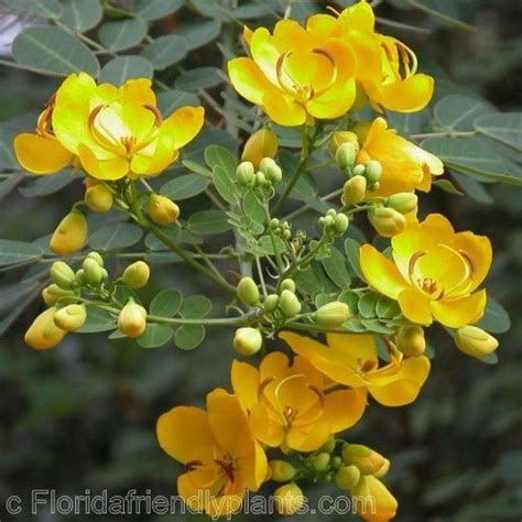 We did not find results for: Yellow Flowering Trees Florida | Flowering trees, Tree ...