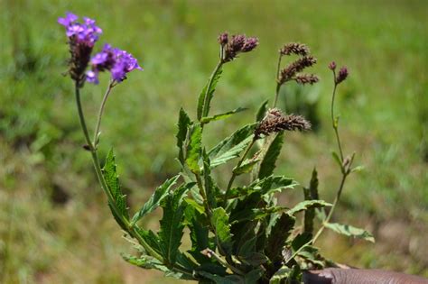 African Plants A Photo Guide Verbena Bonariensis L