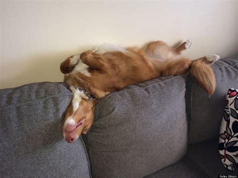 This Adorable Dog Sleeps And Plays In Some Really Interesting Positions